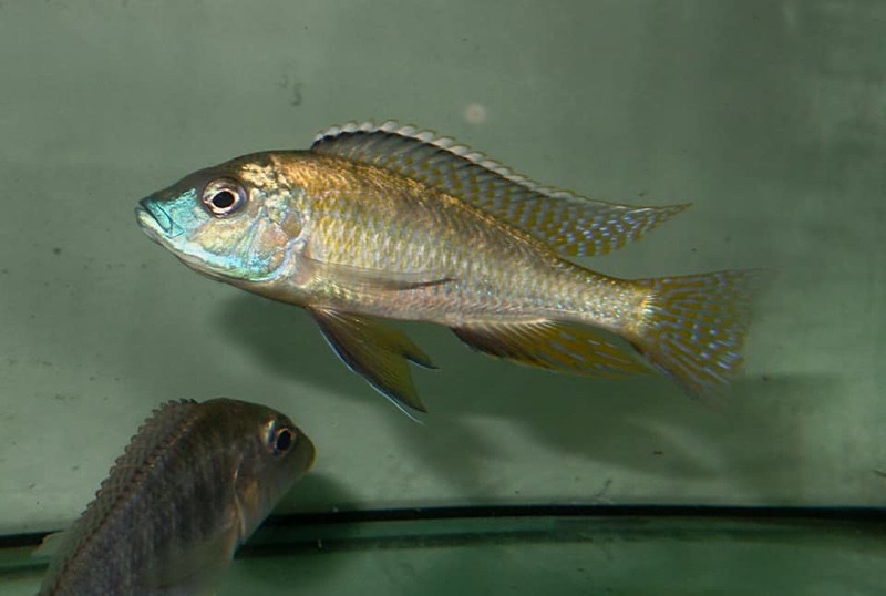 Mylochromis subocularis